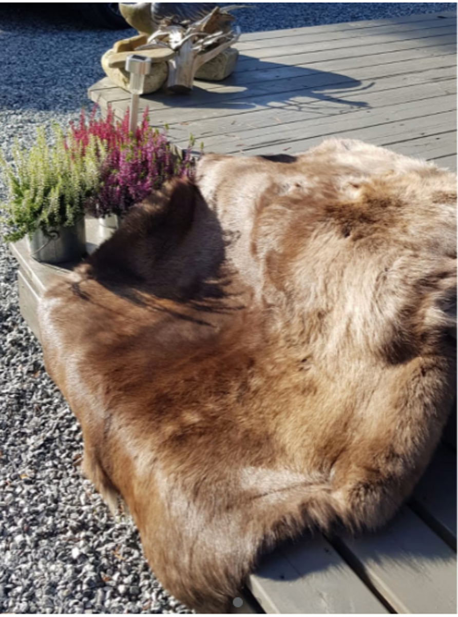 Reinsdyrskinn I Høy Kvalitet Fra Norge 3 Reinsdyrskinn I Høy Kvalitet Fra Norge